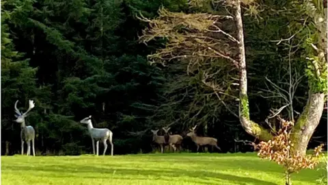 Lough Eske Castle Deer at Lough Eske Castle