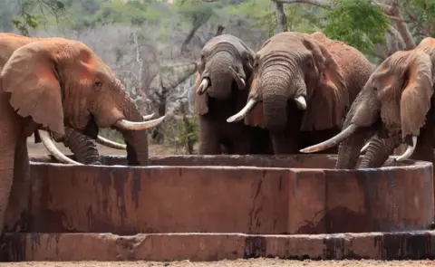 Reuters Elephants affected by the worsening drought due to failed rain seasons, drink water at a solar powered water point in the Mgeno conservancy in Mwatate Sub-County, Taita Taveta County, Kenya November 8, 2022.