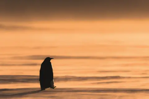 Stefan Christmann A lone penguin walks on ice during a sunset