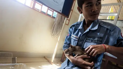 Getty Images A giant African pouched rat in Cambodia