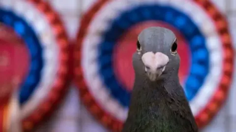 Getty Images Pigeons