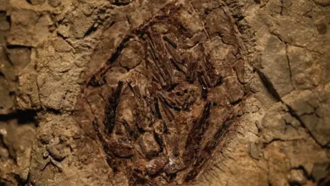 Pterosaur embryo