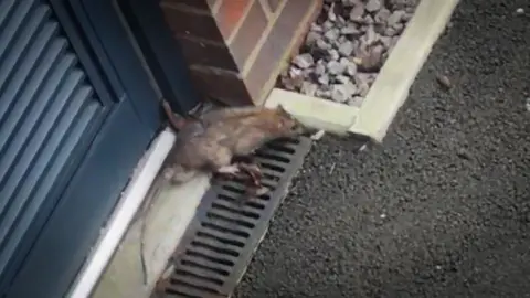 Foto de colaborador Una rata marrón en la foto sentada en el asfalto junto a la casa de una persona, junto a un parche de grava