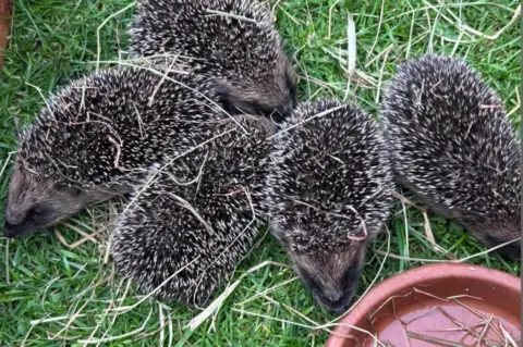 Anne Morley/Your Family Vets Five baby hedgehogs snuggled together on a patch of grass next to a terracotta bowl.