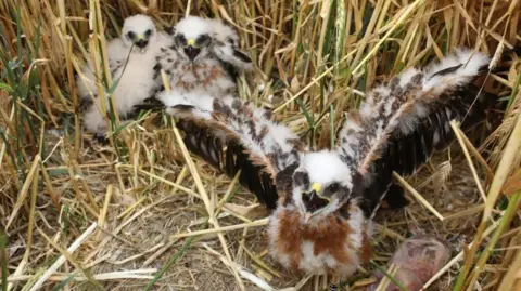 PA Media A handout photograph of three small fluffy harrier chicks.