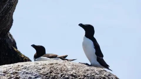 Ed Marshall Razorbills