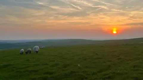 Grazyna Hammond field with sheep and sunset in the distance 