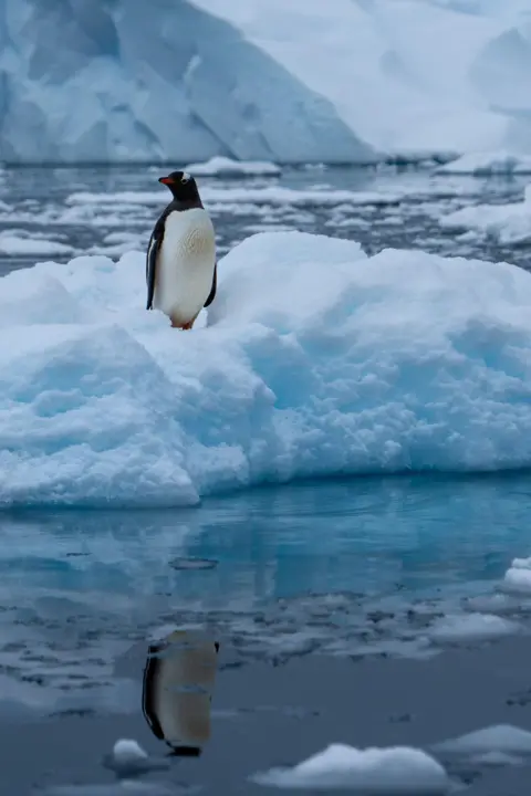 Elly Gearing A penguin stands on an ice floe in Antarctica