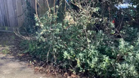 Supplied A bush by the woman's house