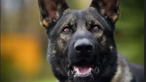 Police dog Ike, a German Shepherd type breed