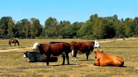 MarkieB Five cows in a field. Two are sitting on the grass. A horse is in the background.