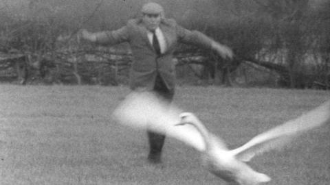 Farmer John Stafford chasing off a swan.