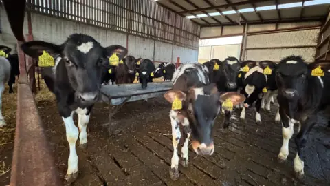 Eight visible cows walk towards the camera. They are inside a grey and red barn. One of the cows can be seen drinking from a steel grey trough, in the middle of the barn. All the cows are black, brown and white.