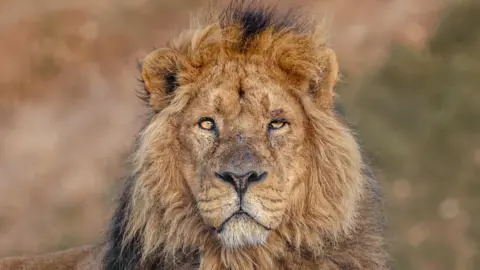 Jimmy's Farm and Wildlife Park A close-up photo showing the head of a lion. 
