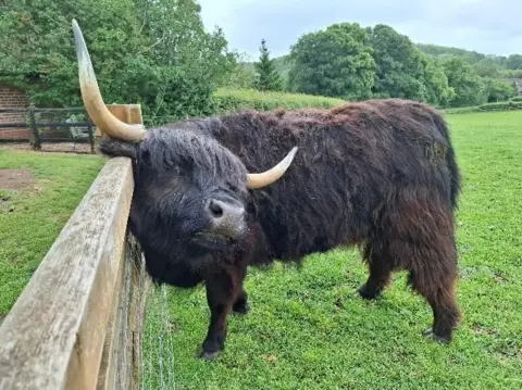 BBC Weather Watchers/Piethagoram A long-haired black cow with short white horns, leans its head against a wooden gate.
