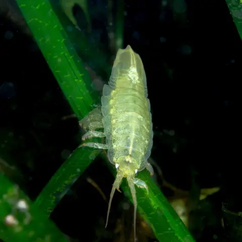 Lewis M. Jefferies Idotea balthica - a species of marine isopod which lives on seaweed and seagrass