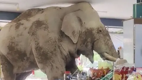 Large elephant inside grocery store with his head hitting the ceiling