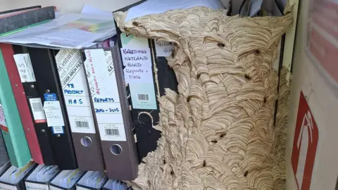 A wasp nest inside Eilish Rothney's office in Ormesby St Michael in Norfolk. The nest is in the corner of the office and has taken over a book shelf with a number of ring binders on it.