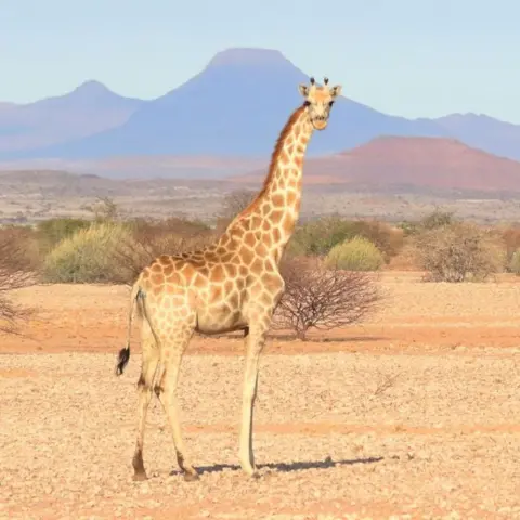 Michael Brown A giraffe called the Southern giraffe in the savannah in Namibia, with mountains in the background, scrub and dry brown earth in the foreground