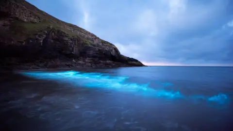 Lee McGrath Bioluminescent plankton at Dunraven Bay