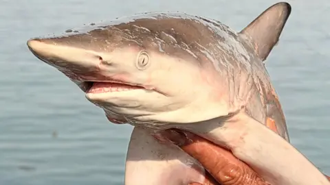 A hand holds up a small grey shark, which has a long pointed snout. The sea can be seen in the background. 