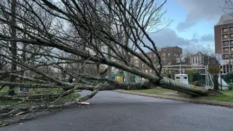 A large tree has fallen across a road. There are buildings in the background.