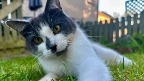 Liz Skillicorn A close-up of a grey and white cat, which lies in a garden on green grass. You can see a fence and the side of house in the background.
