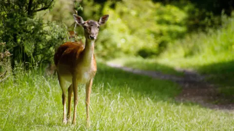 John Kraujalis A deer photographed on Cannock Chase. The brown deer is standing in grass on the left-hand side of the photo at an angle, and is looking straight ahead.