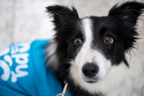 Border collie therapy dog