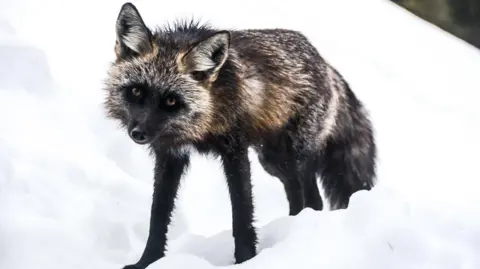 Getty Images Le Renard Roux de la Sierra Nevada surrounded by snow