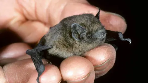Getty Pipistrelle bat