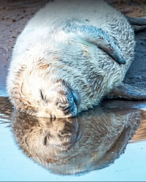 Julie Foster A sleeping seal pup with white fur is lying with its face in a pool of water - the pool is reflective and it looks almost like there are two seals snuggling. 