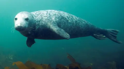 An underwater photo shows a Grey Seal swimming and looking at the camera.