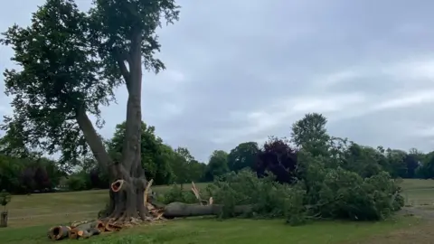A large free, in a park with a very large branch to the right, a cut down branches to the left. There are trees behind it, and  a fence around it too. 