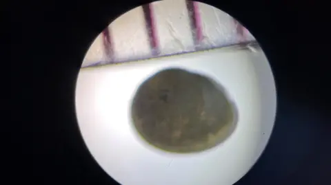 Robbie Blackhall-Miles A round white shell with a circular hole in the middle and red lines on top