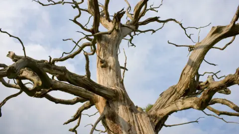 A close up of the top of a dead tree which had Dutch Elm disease