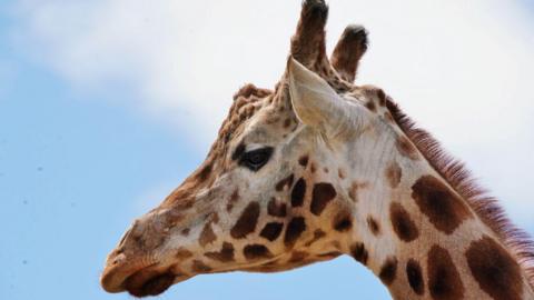 Headshot of Thorn the giraffe