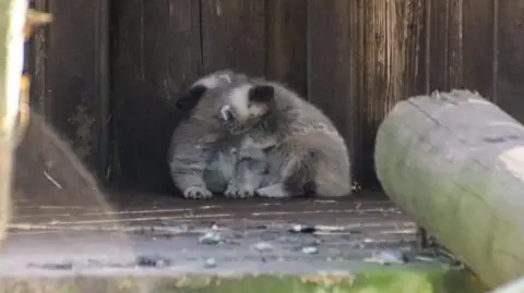 Dudley Zoo and Castle Two baby wolverines hugging in a wooden den