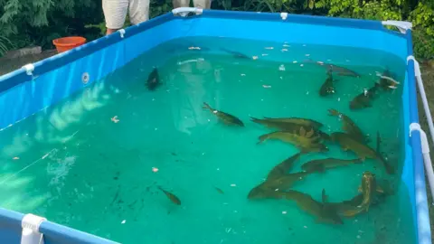 A group of fish in a large blue swimming pool.