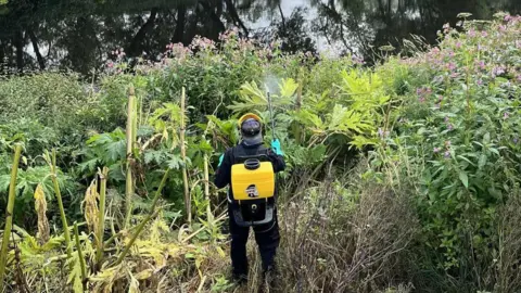 Tees Rivers Trust David can be seen in full protective gear with a yellow container on his back spraying weed killer on a swathe of giant hogweed.