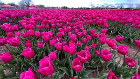 Shaun Whitmore/BBC Hundreds of shocking pink tulips.
