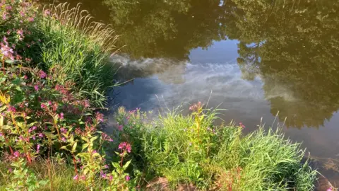 A milky, grey substance is flowing in the River Eden. The river is a green/brown colour and has fireweed and lots of plants growing on the bank. The reflection in the water shows large oak trees.