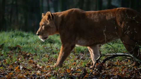 Tom Anders/Longleat A close-up of a female lion, side-on, prowling through leaves in the winter sun with blurred woodland behind