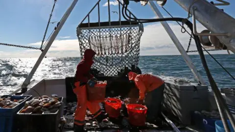 Crew membersof on a small boat, dressed in orange fishing suits, work with scallops dredged up from the sea in Gloucester, MA