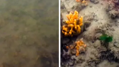 Royal Navy Picture split in two halves showing oyster reef underwater - on the left is a brown murky area on the right orange sponges and green weed can be seen. 
