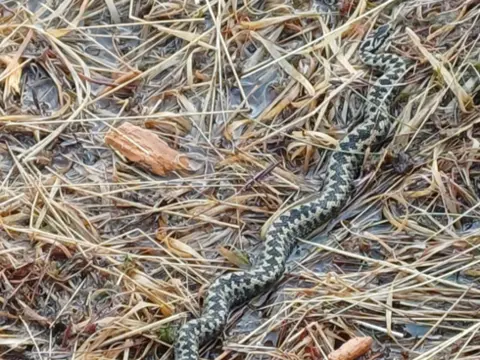 Forestry and Land Scotland A black and cream coloured snake in a wet bog