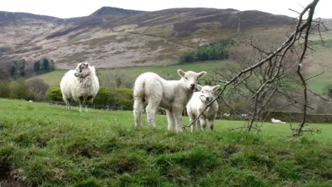 PA Media Two lambs and an adult sheep in a grassy field, with Kinder Scout in the background. A branch from a tree hangs down at the front of the shot, partially obscuring one of the lambs' faces. In the distance, there are other sheep and a traditional Peak District wall.