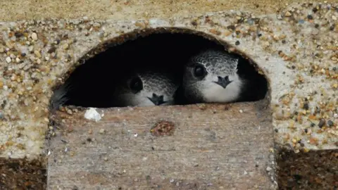 Two swifts sitting in a swift box up the tower. Their small heads are poking through the hole. They have light grey feathers and white under their beak.