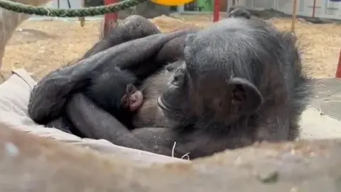 Chimpanzee mum cuddles with baby inside a zoo enclosure