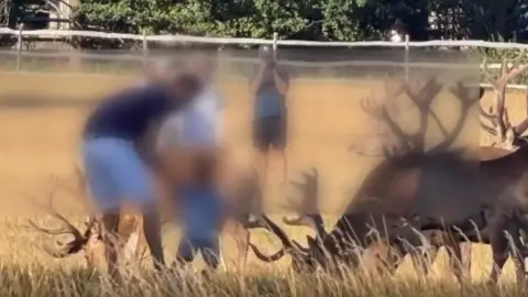 A blurred man and child approach a group of stags. 